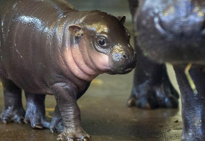 Детеныш бегемота из американского зоопарка умилил соцсети