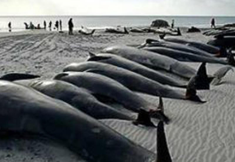 400 китов выбросились на берег в Новой Зеландии