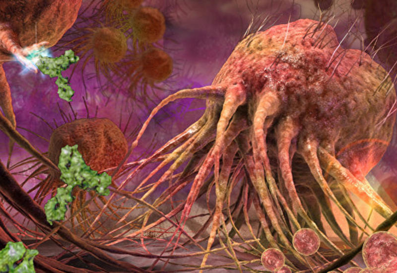 Ученые выяснили, как раковые клетки обманывают иммунную систему