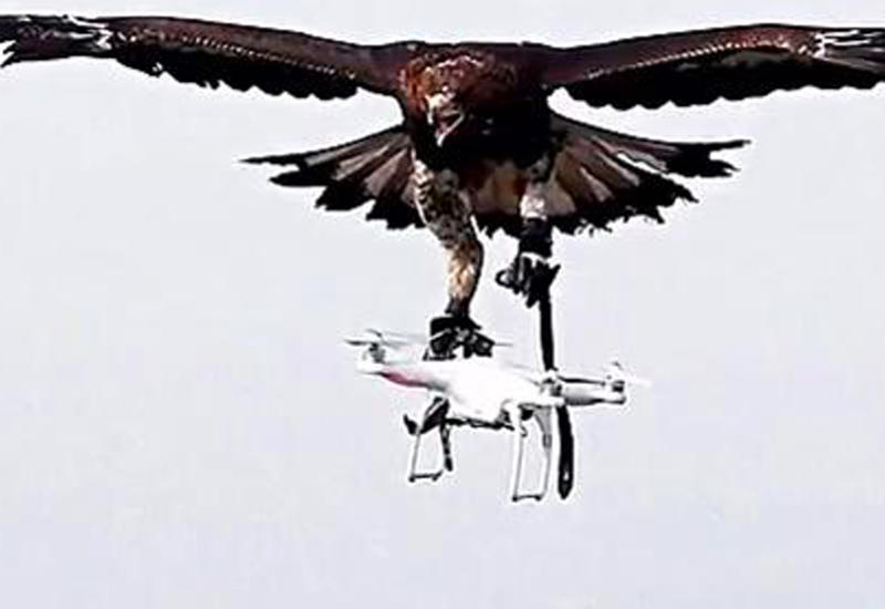 Во Франции орлов учат перехватывать дроны