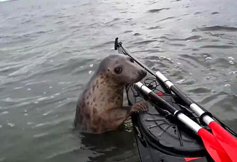 Каякеры сняли на видео очень дружелюбного тюленя