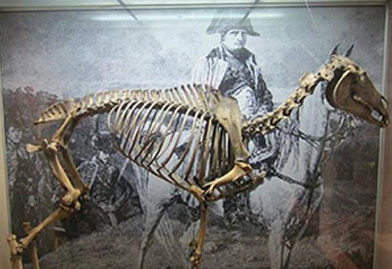 İrlandiyalılar Napoleonun atının skeletini tələb edir