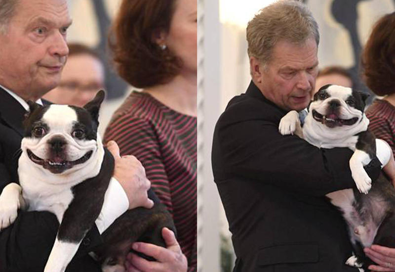Улыбчивая собака президента Финляндии покорила Интернет