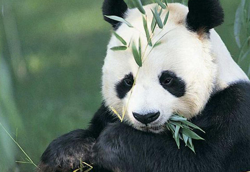 Очень любвеобильная панда собрала более 64 млн. просмотров