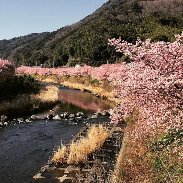 В Японии наблюдается рекордно раннее цветение сакуры
