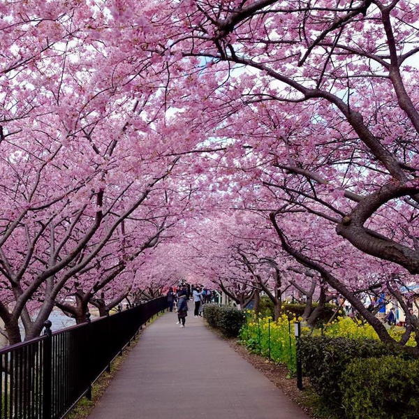 В Японии наблюдается рекордно раннее цветение сакуры