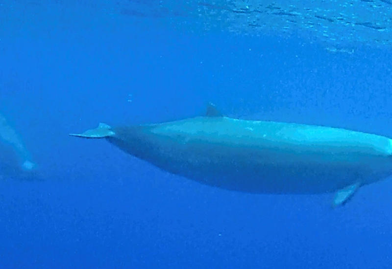 Ученые впервые сняли на камеру редчайшего кита