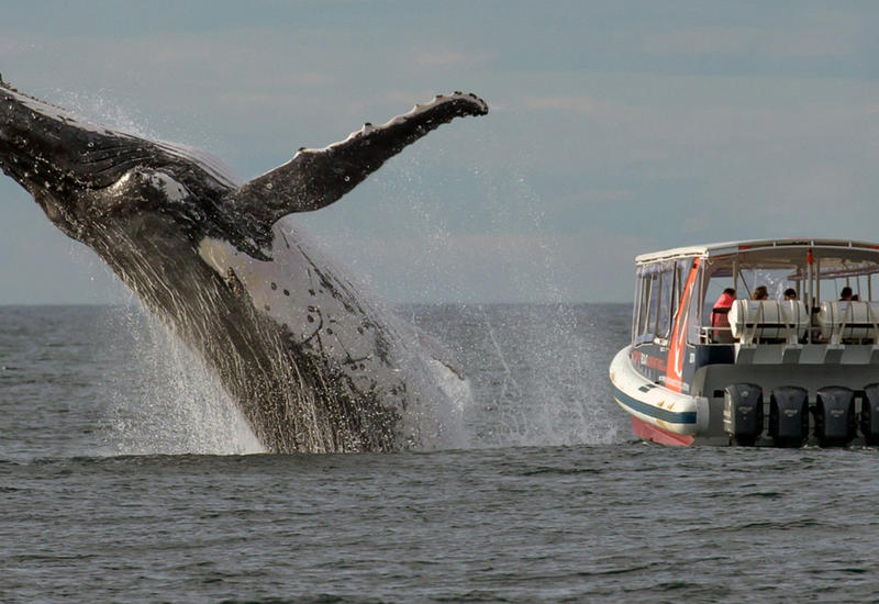 В Китае водолазы спасли запутавшегося в рыболовных сетях кита