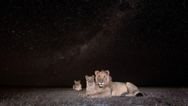 Потрясающие фотографии ночной Африки