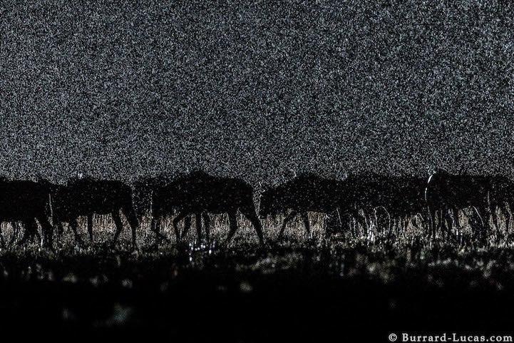 Потрясающие фотографии ночной Африки