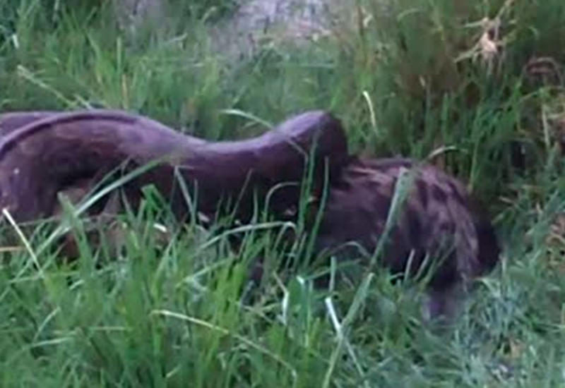 Гигантский питон проглотил 68-килограммовую гиену