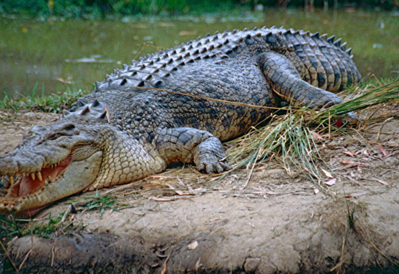 В Мозамбике 5-метровый крокодил съел 19-летнего футболиста