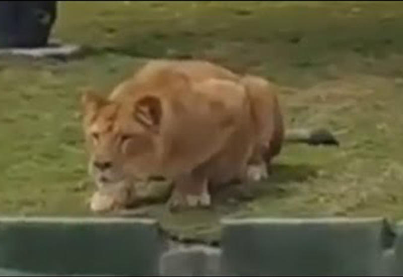 Львица прыгнула на джип с туристами в сафари-парке