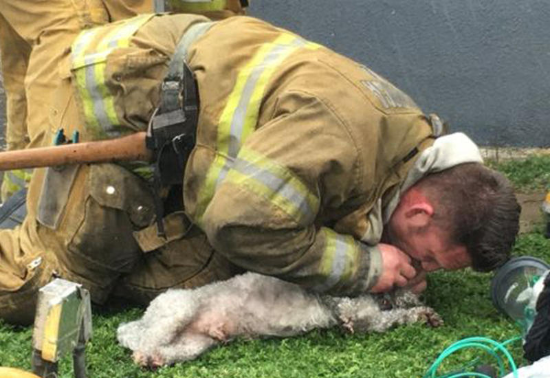 Пожарный из США спас собаку искусственным дыханием