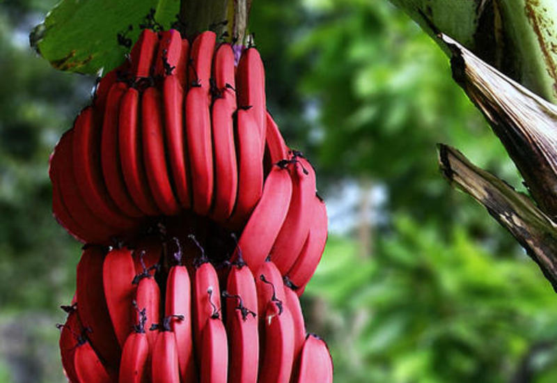Уникальные красные бананы