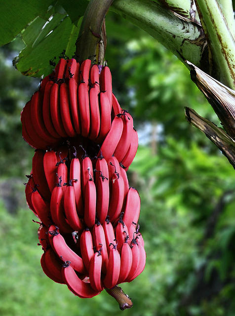 Уникальные красные бананы