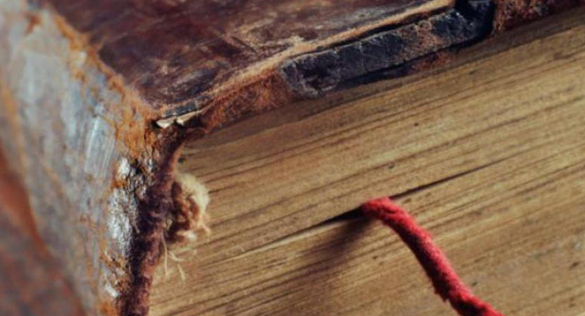 Книжные черви 2. Книжные черви. Книжный червь насекомое. Книжный червь фото. Книжные черви в книгах.