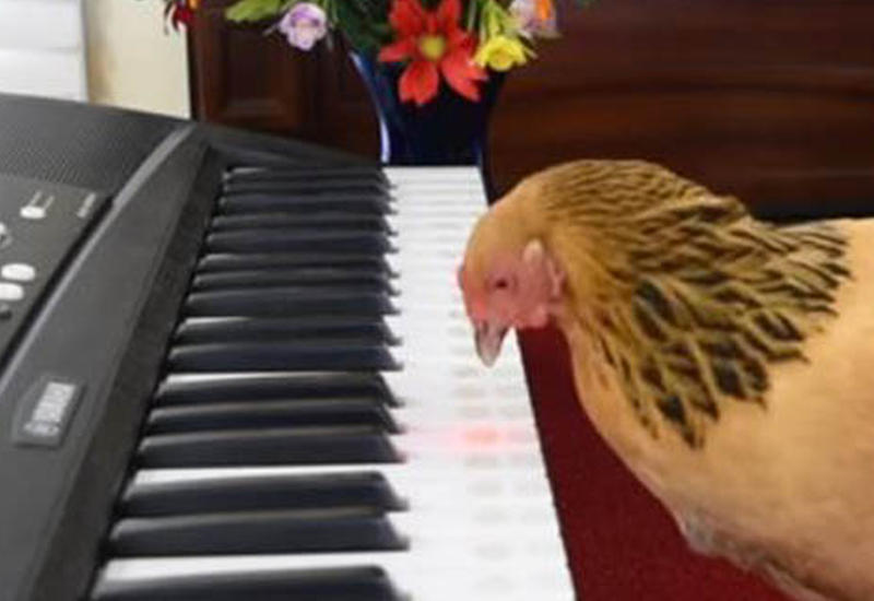 Курица-музыкант виртуозно сыграла на пианино