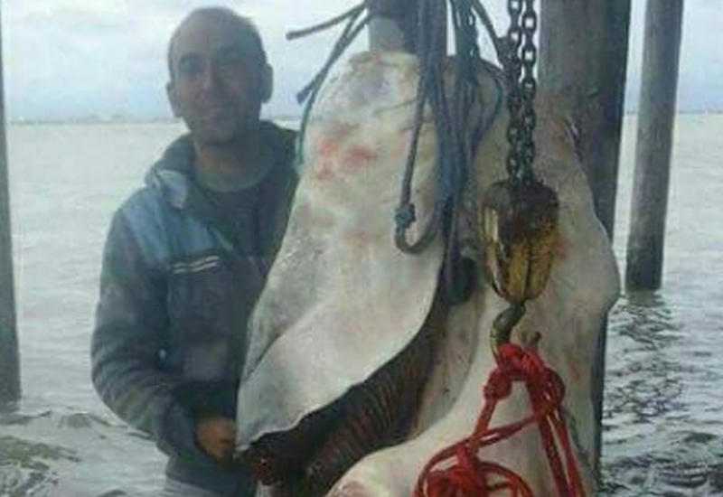 На Каспии поймали рыбу весом около тонны