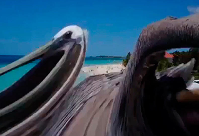 В Сети опубликовали кадры нападения пеликана на беспилотник