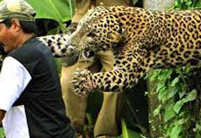 В Индии леопард напал на смотрителя парка