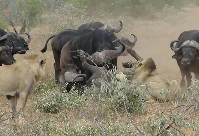 Стадо буйволов отбило сородича от напавших на него львов