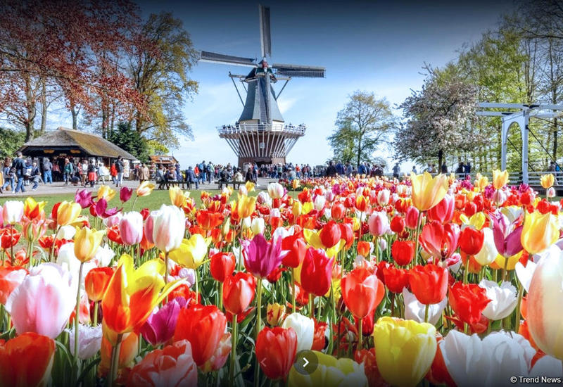 Прогулка по весеннему цветущему Амстердаму