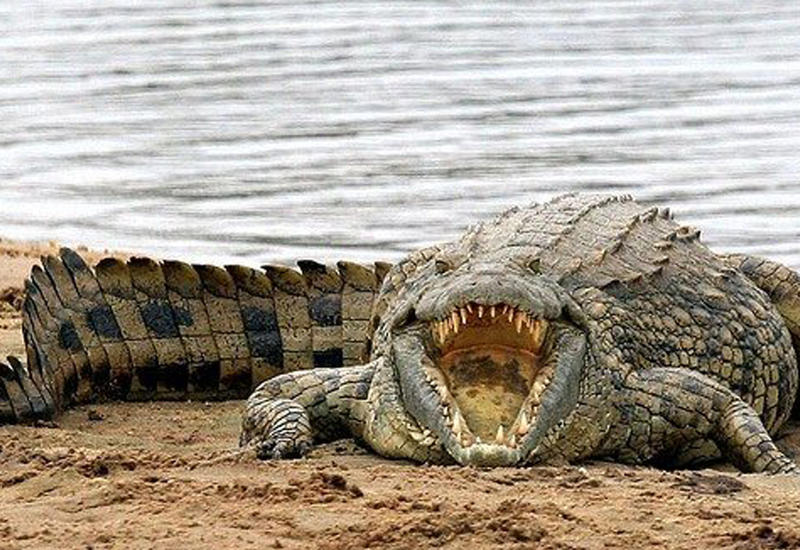 Крокодил весом в полтонны чуть не откусил лицо любопытному охотнику