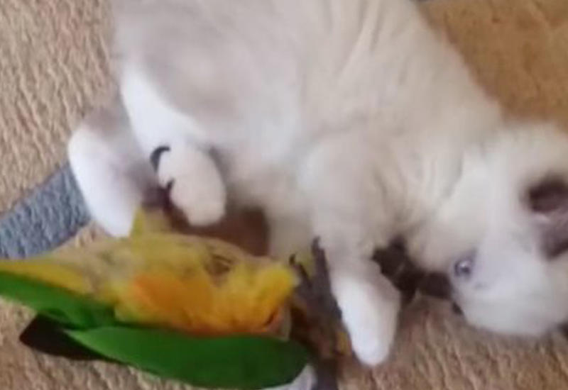 Игра котенка с попугаем покорила Интернет