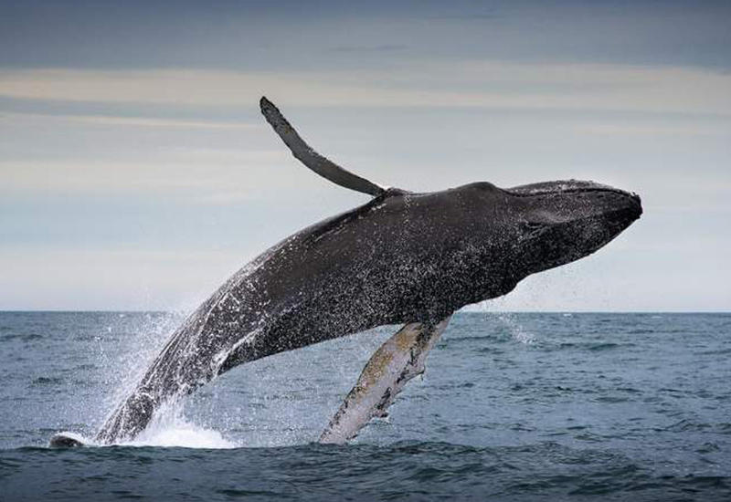 Эти захватывающие кадры показывают, как видят мир киты