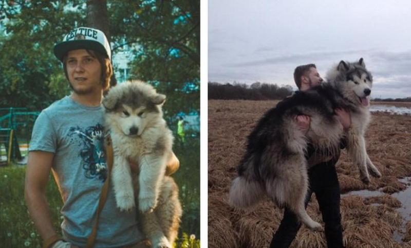 До и после: кто вырастает из милых и забавных щенков