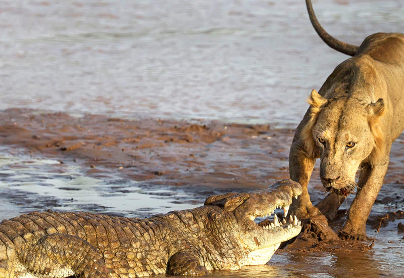 Туристы сняли на видео ожесточенную схватку львов с крокодилом в реке
