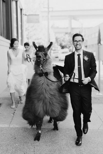 Пригласите на свадьбу альпаку: необычные гости, от которых все будут в восторге