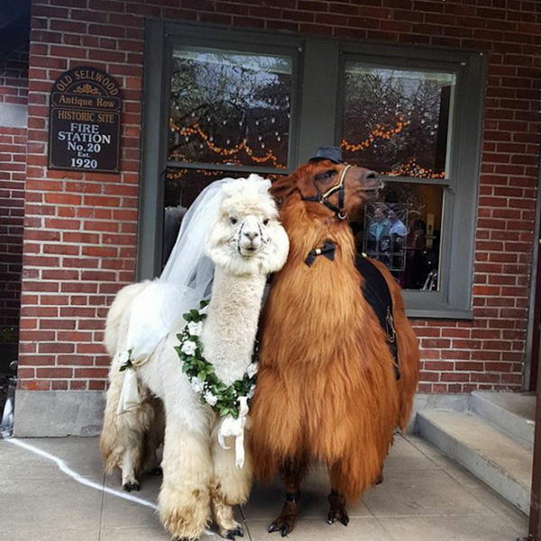 Пригласите на свадьбу альпаку: необычные гости, от которых все будут в восторге