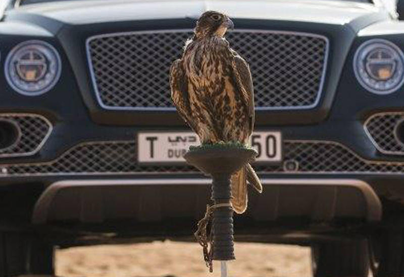 Представлен эксклюзивный Bentley Bentayga для соколиной охоты в пустыне
