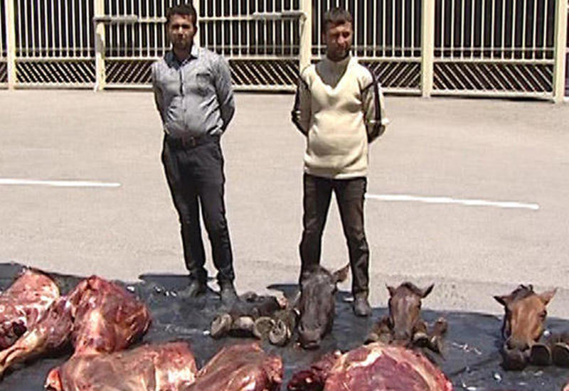В Азербайджане задержаны лица, продающие мясо мертвых и больных лошадей
