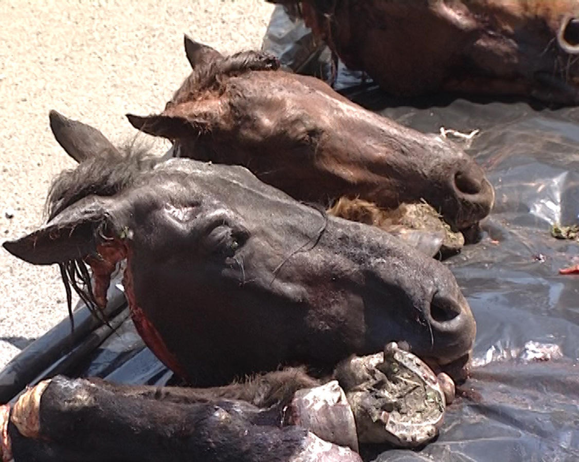 В Азербайджане задержаны лица, продающие мясо мертвых и больных лошадей