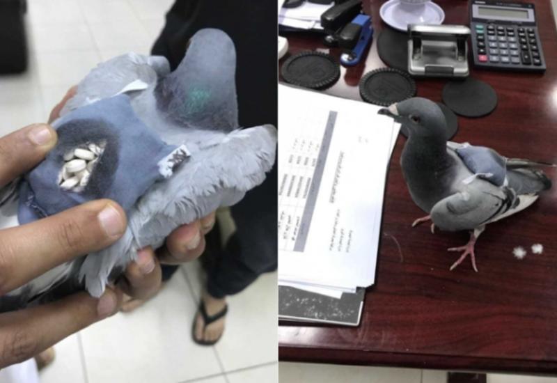 В Кувейте поймали голубя-наркокурьера