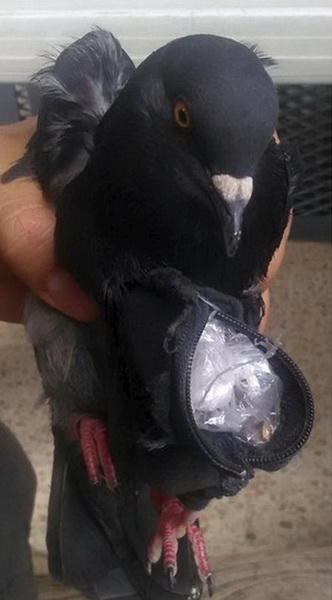 В Кувейте поймали голубя-наркокурьера