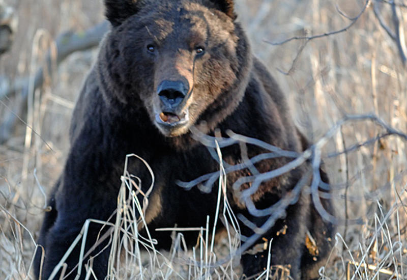 Канадский охотник чудом пережил встречу с медведем