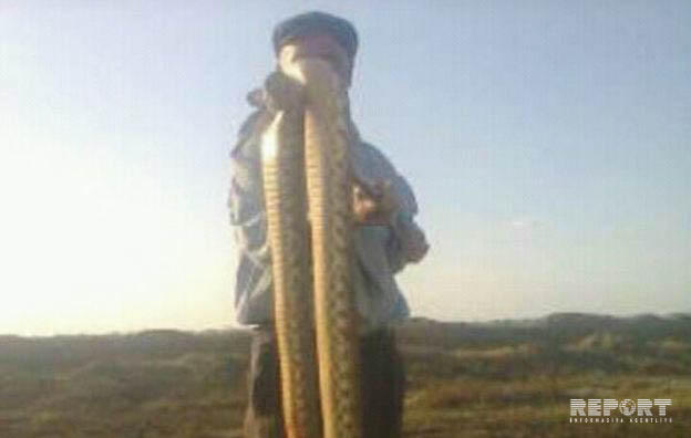 Azərbaycanda 4 metr uzunluğunda gürzə öldürüldü