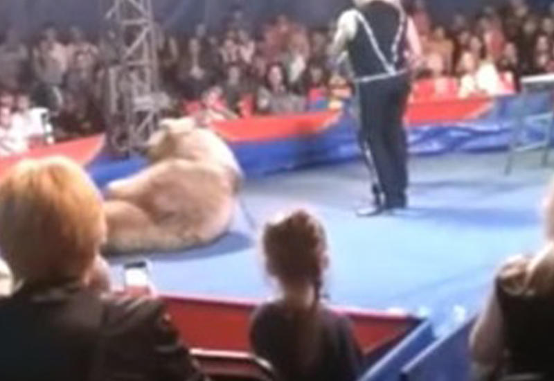 Медведь напал на посетителей цирка в Украине