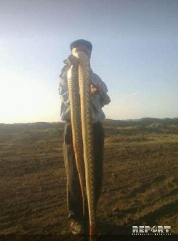Azərbaycanda 4 metr uzunluğunda gürzə öldürüldü