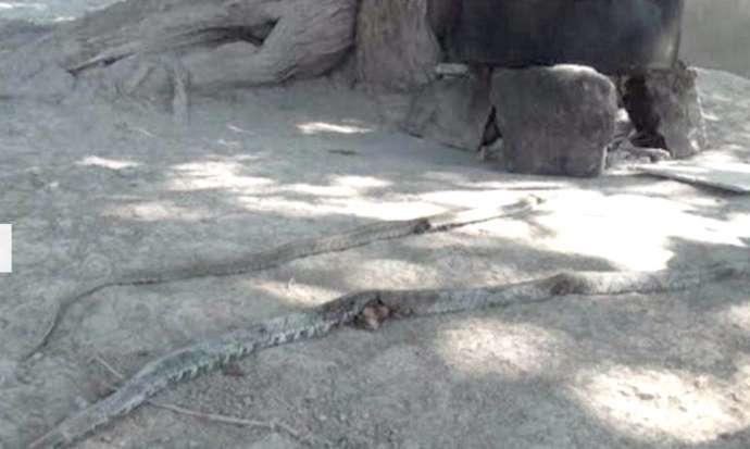 В Сабирабаде змеи заползают в дома