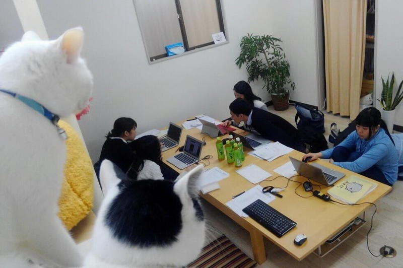 Японская IT-компания приютила в своем офисе целое полчище бездомных кошек