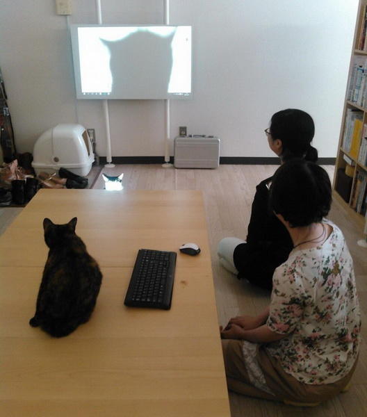 Японская IT-компания приютила в своем офисе целое полчище бездомных кошек