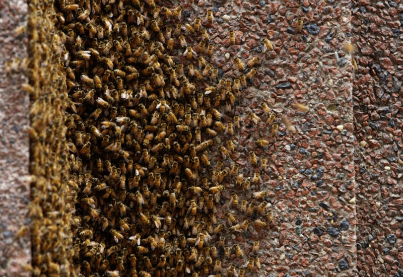Огромный рой пчел заблокировал вход в небоскреб на Манхэттене