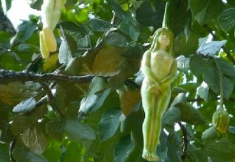 В Таиланде нашли дерево с плодами в виде женщин
