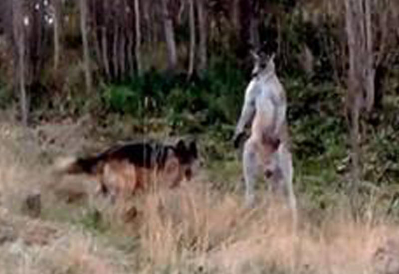 В Австралии драку кенгуру и собаки пришлось разнимать полицейскому