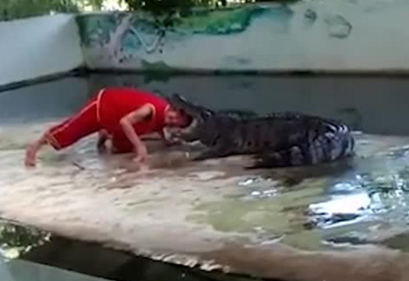 Крокодил прокусил голову дрессировщику на глазах у туристов в Таиланде